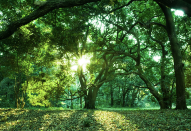 四緑木星の性格や本質|開運法